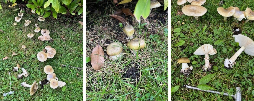 Various deathcap mushrooms growing in grass found in the District of Oak Bay