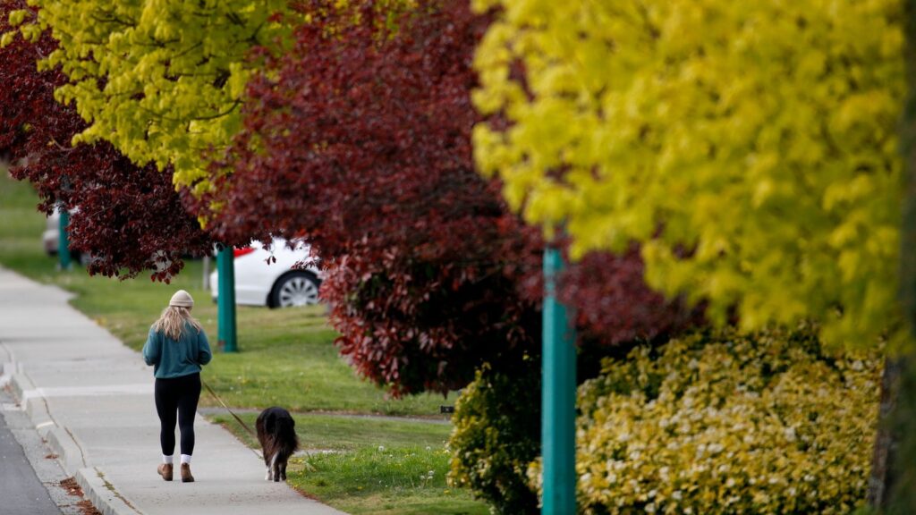 Woman walking a dog down a street in Oak Bay lined with green and maroon trees.