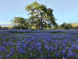 Uplands Park Master Plan