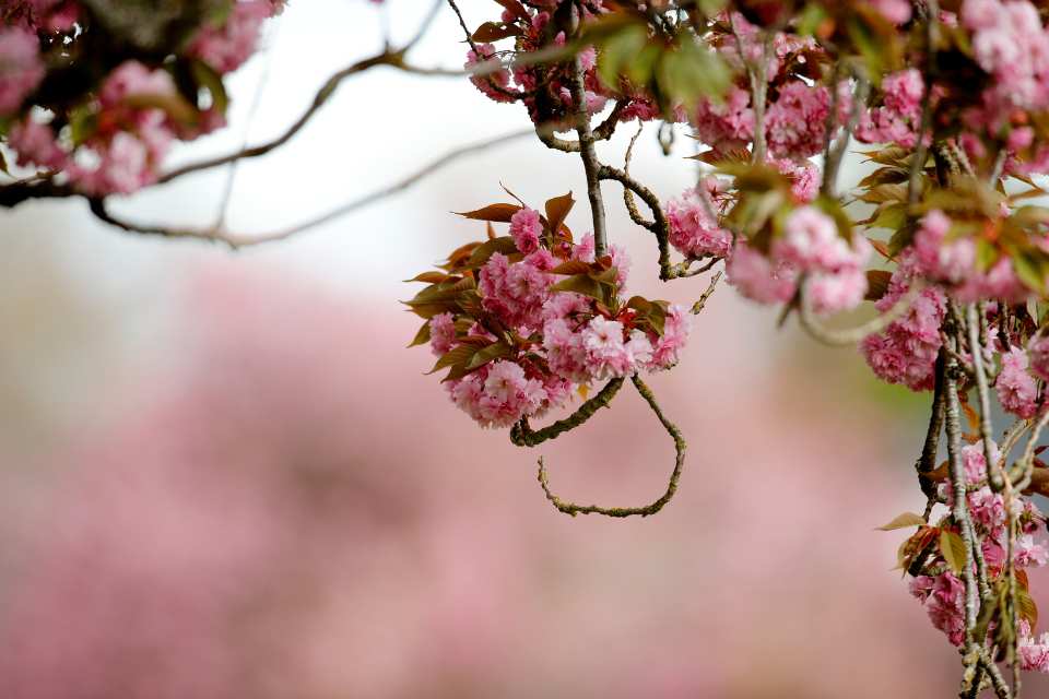 A closeup of a cherry blossom bud and branch.