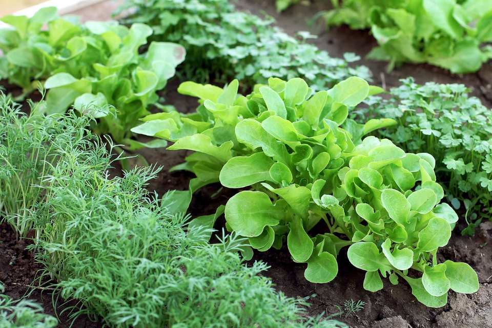 A closeup of various herbs and veggies growing in the ground.