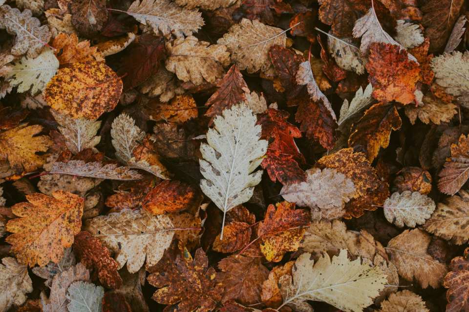 Many light brown and oranges leaves scattered on the forest floor.