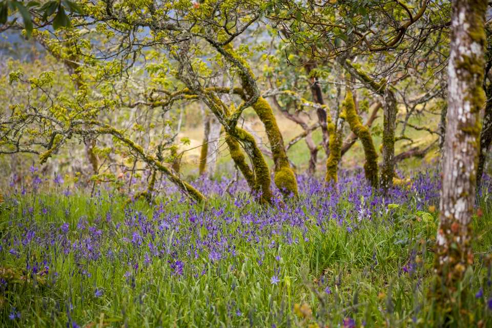 A meadow with trees covered in moss and camas blooming alongside tall grass.