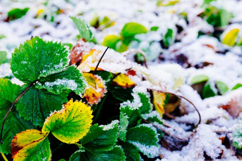 Frost forming on a a nature floor, covering leaves and branches.