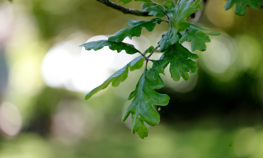 oak-leaf-thumbnail